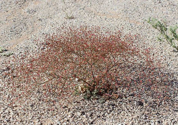  Eriogonum thomasii